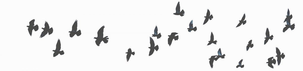 Eine Gruppe fliegender Zugvögel